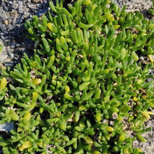 Disphyma australe other