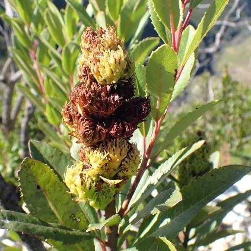 Laurophyllus capensis other