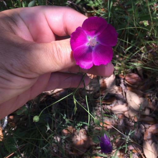 Callirhoe pedata — related species from the same genus