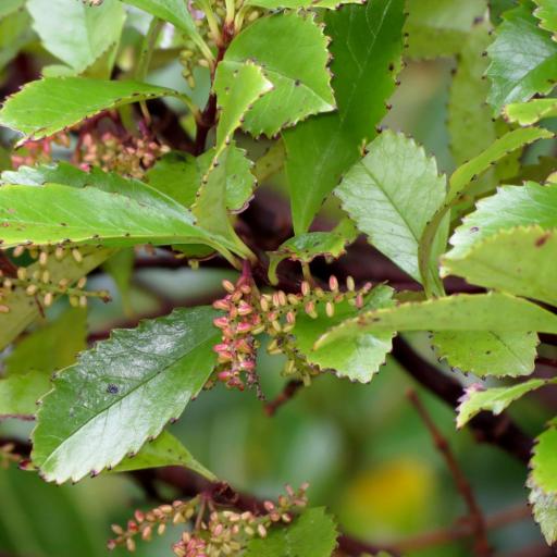 Ascarina lucida other