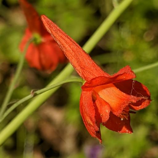 Delphinium nudicaule other