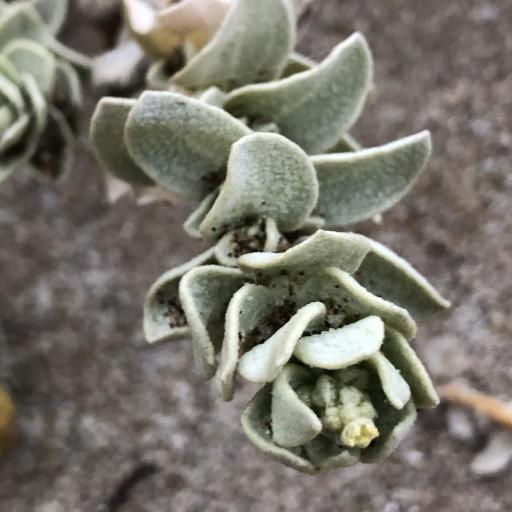 Atriplex leucophylla other