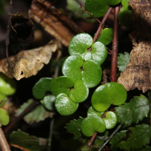 Metrosideros perforata — search result for 'Metrosideros'