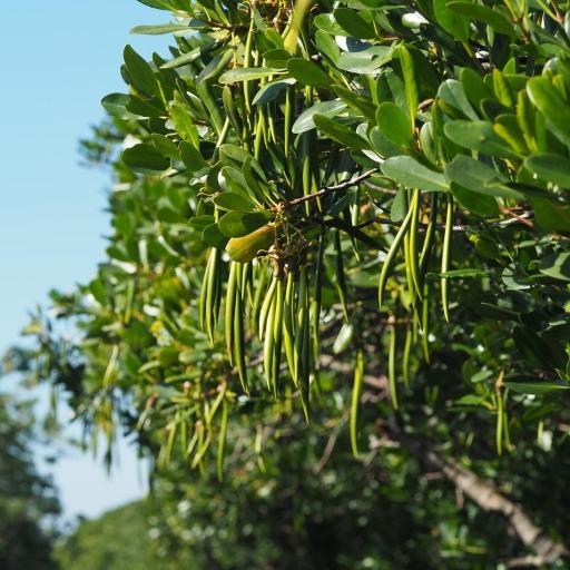 Kandelia obovata — search result for 'Hong Kong'