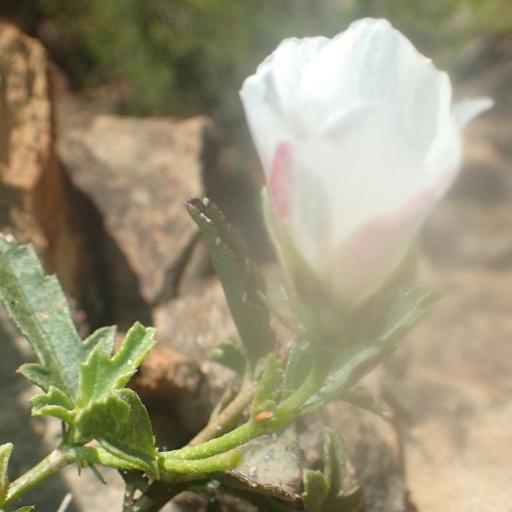 Hibiscus pusillus other