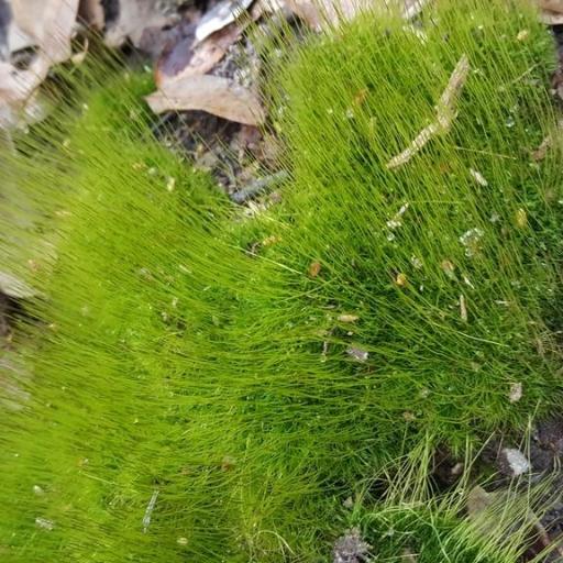 Ditrichum pallidum — houseplant care guide