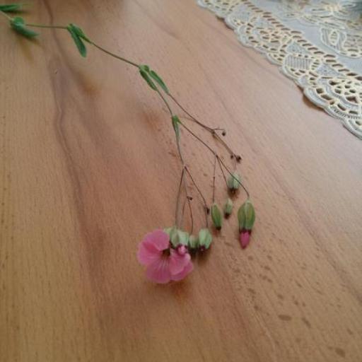 Gypsophila vaccaria — search result for 'Gypsophila'