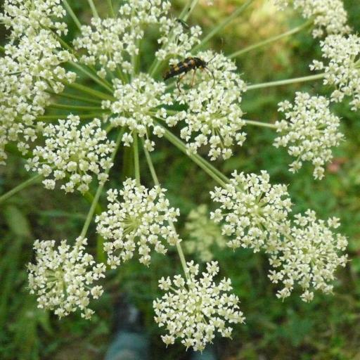 Silphiodaucus prutenicus — search result for 'Central and southern Europe'