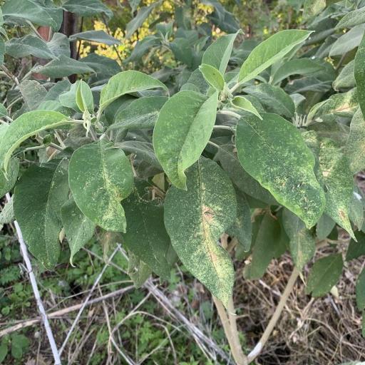 Solanum granulosoleprosum other