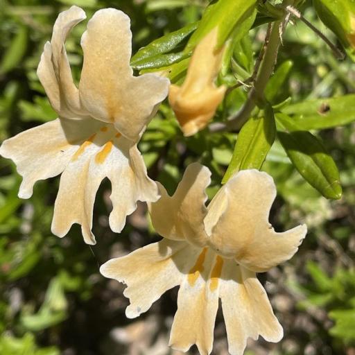 Diplacus linearis other