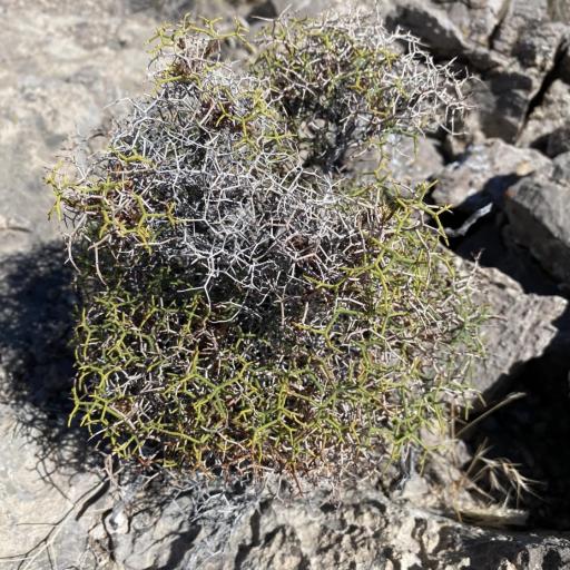 Eriogonum heermannii other