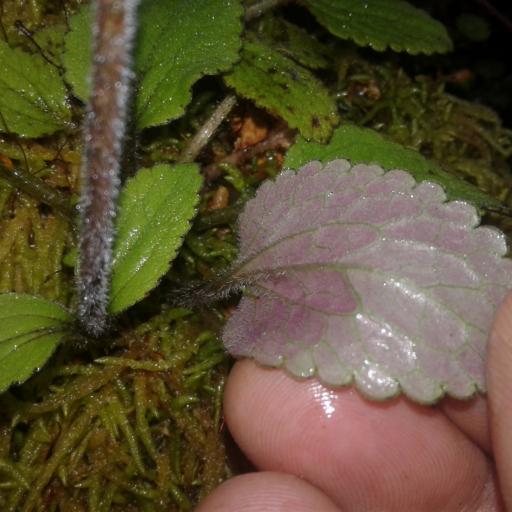 Ourisia macrophylla other