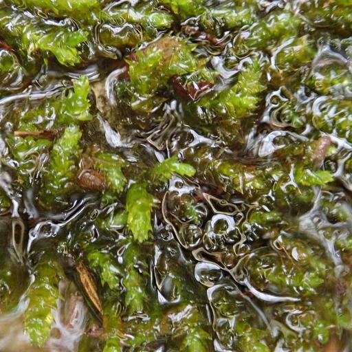 Rhynchostegium riparioides — houseplant care guide