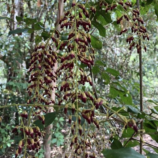 Austrosteenisia blackii — houseplant care guide