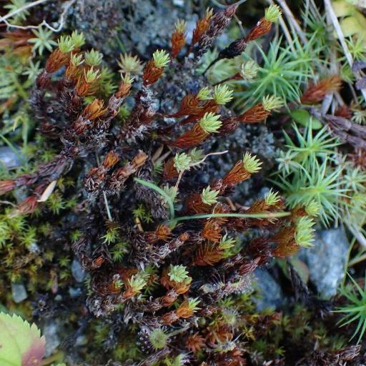 Pogonatum urnigerum — houseplant care guide