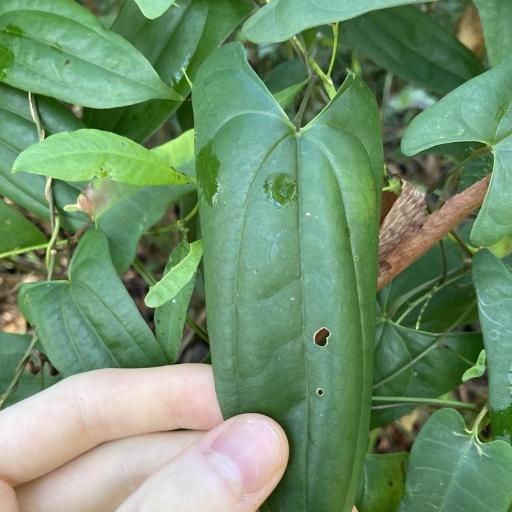Dioscorea transversa other