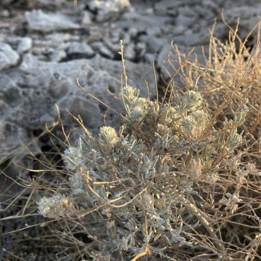 Krascheninnikovia lanata other