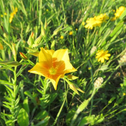 Linum berlandieri other