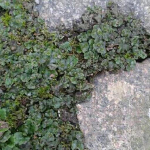 Marchantia polymorpha — related species from the same genus