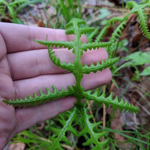 Phegopteris hexagonoptera other
