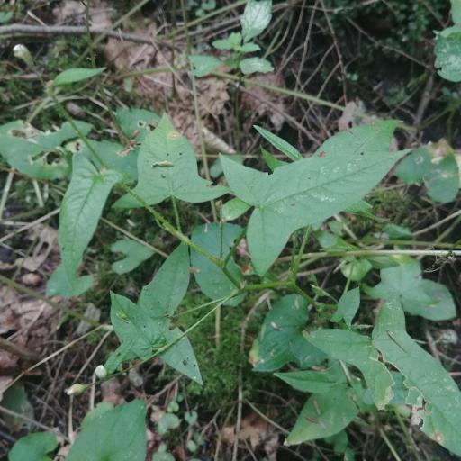 Persicaria arifolia other