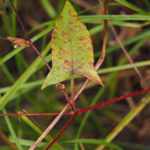 Persicaria arifolia