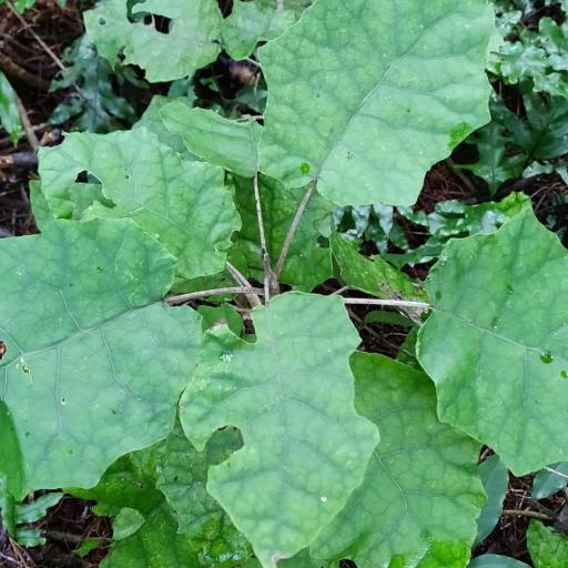 Brachyglottis repanda — search result for 'Brachyglottis'