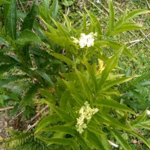 Sambucus gaudichaudiana other
