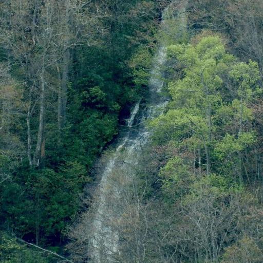 Brachythecium rivulare — related species from the same genus