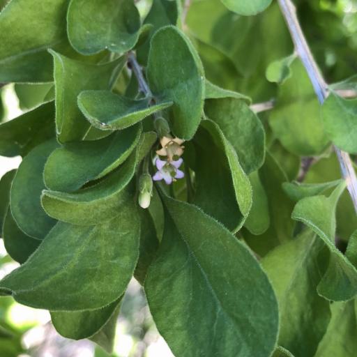 Lycium exsertum — houseplant care guide