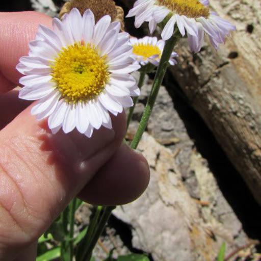 Erigeron glacialis — search result for 'Erigeron'