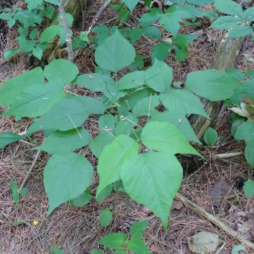 Hylodesmum glutinosum other