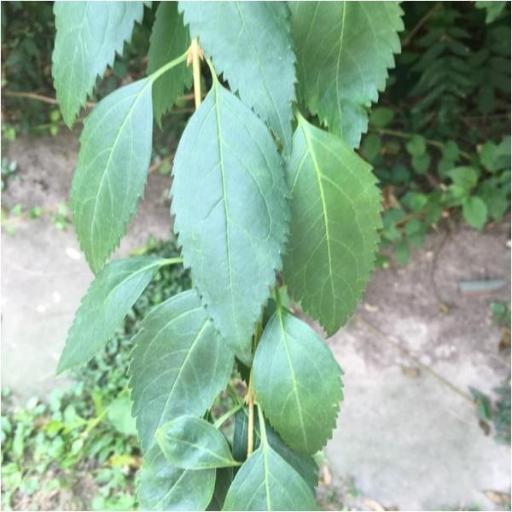 Forsythia × intermedia other