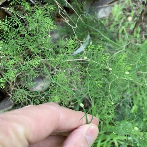 Asparagus declinatus other