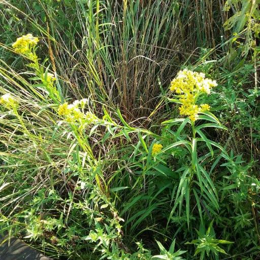 Solidago riddellii other