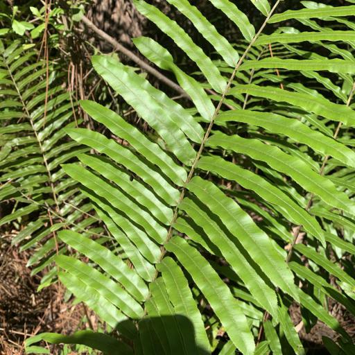 Telmatoblechnum serrulatum other