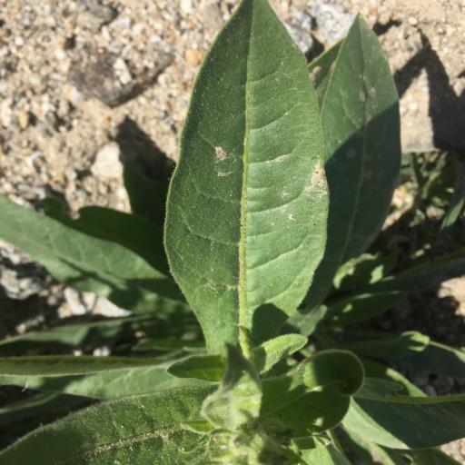 Nicotiana obtusifolia other