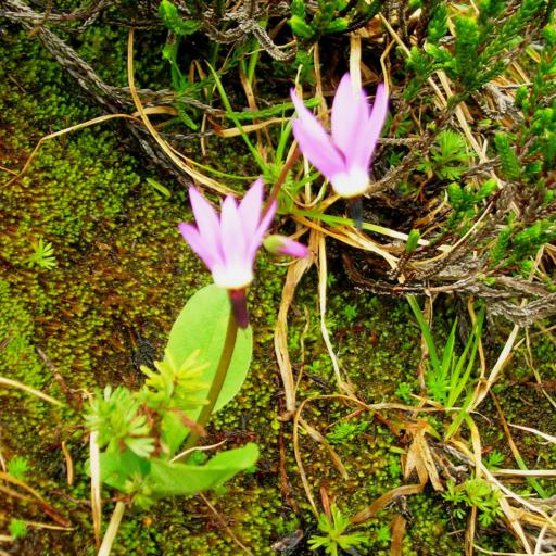 Primula jeffreyi other