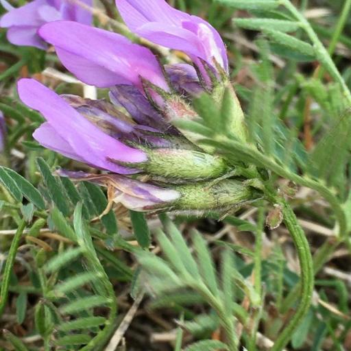 Astragalus agrestis other