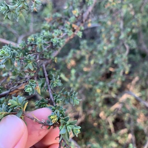 Pimelea serpyllifolia — search result for 'Thymelaeaceae'