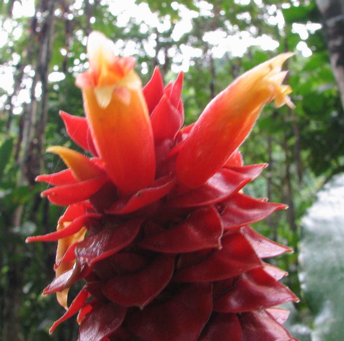 Costus ricus — houseplant care guide