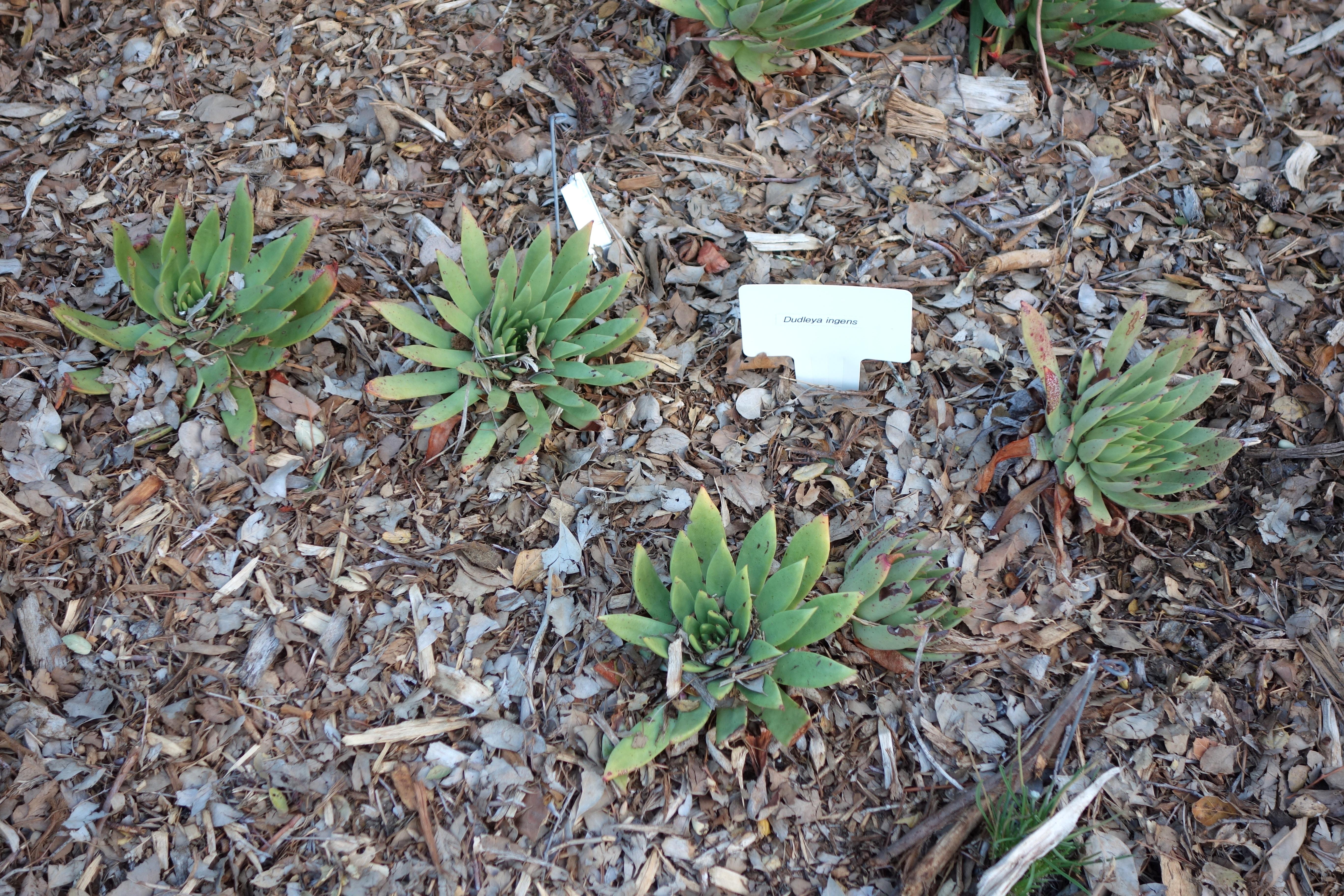 Dudleya ingens — search result for 'Dudleya'