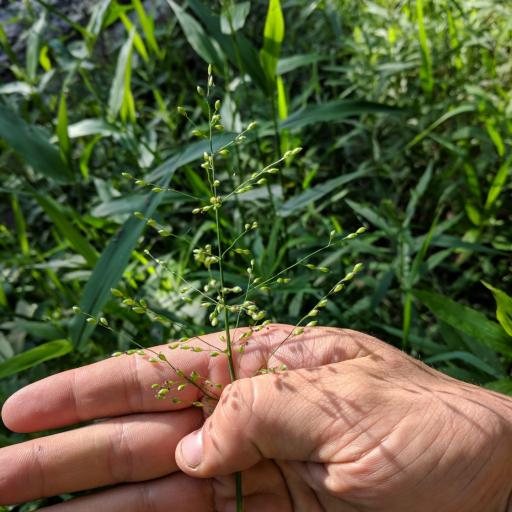 Dichanthelium latifolium other