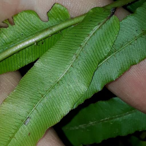 Blechnum minus other