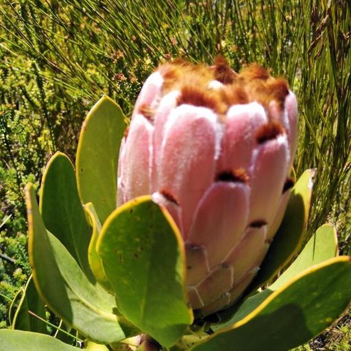 Protea speciosa — houseplant care guide
