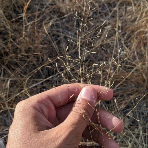 Eragrostis intermedia other