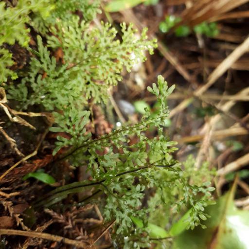 Hymenophyllum flexuosum other