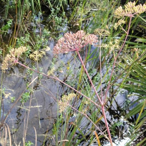 Tiedemannia filiformis other