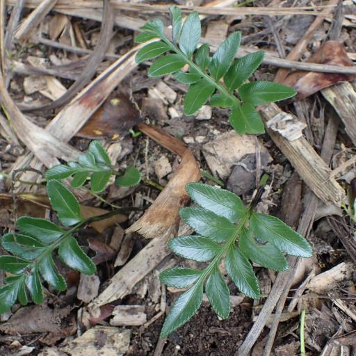 Asplenium lyallii other
