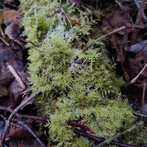 Thuidium tamariscinum — houseplant care guide